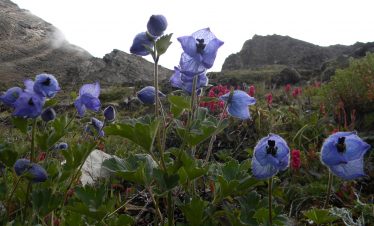 valley of flowers trek route