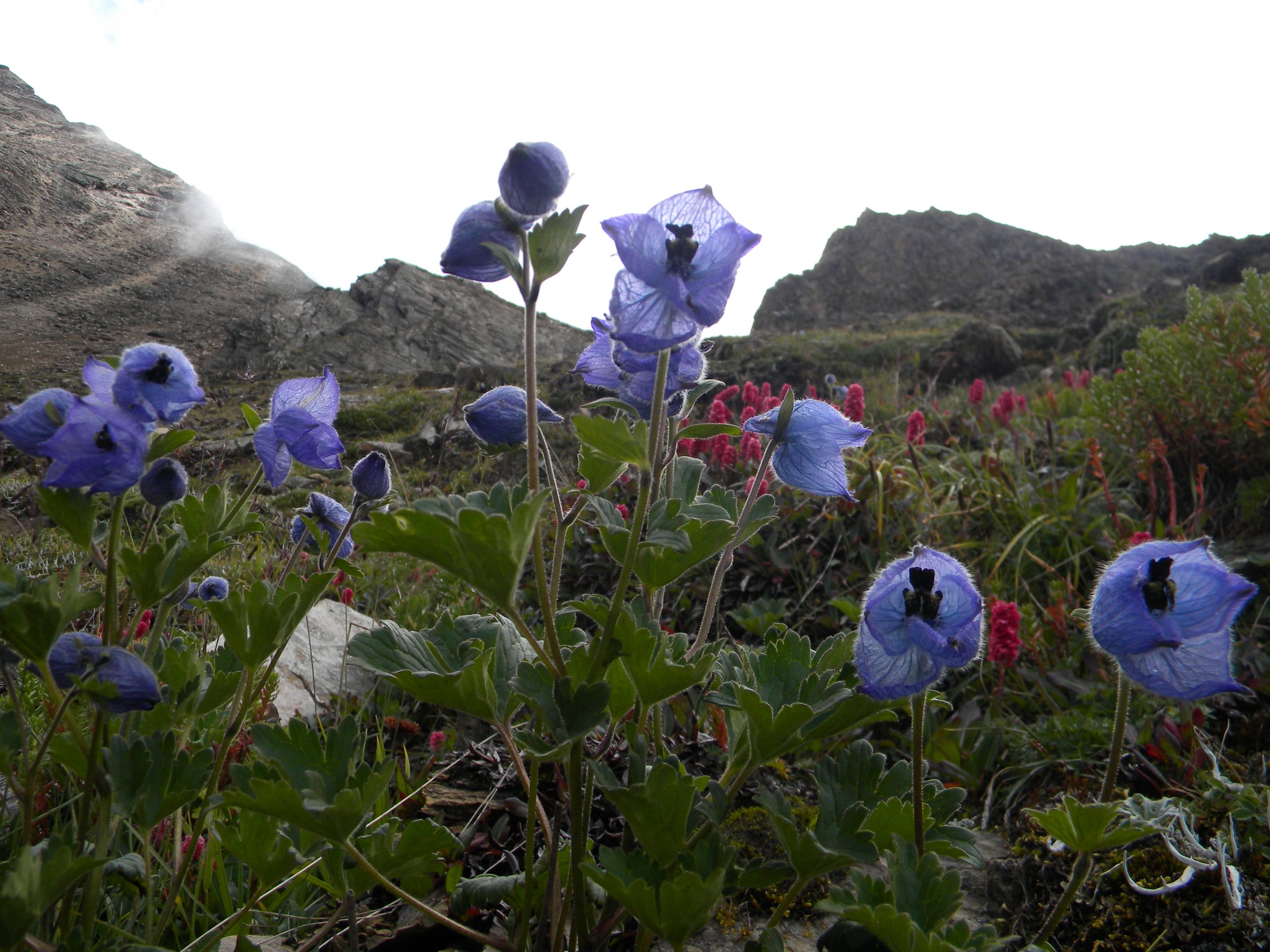 valley of flowers trek route
