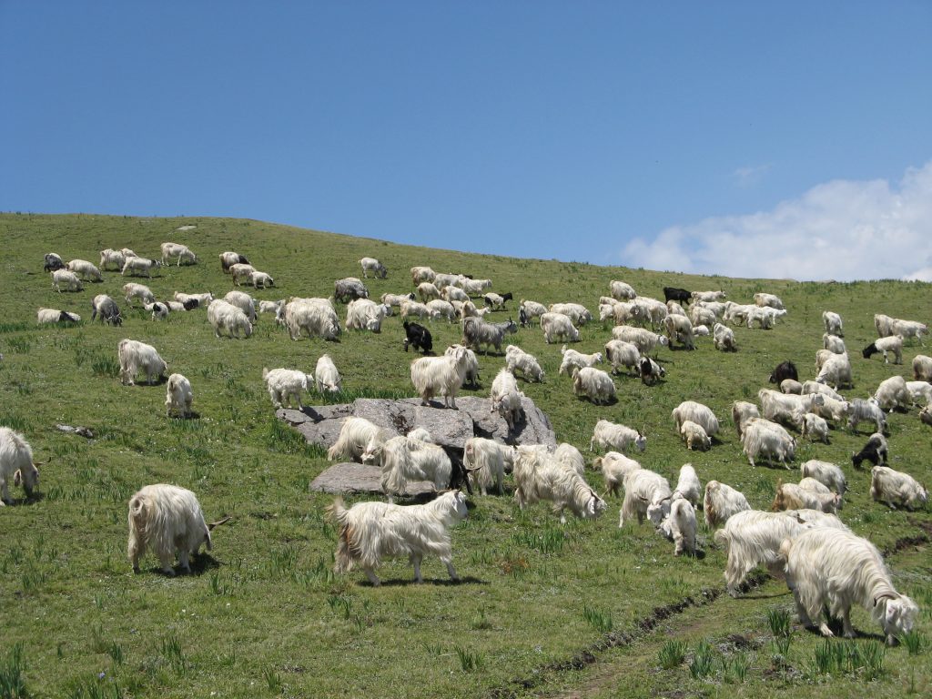 gorson trek view of goats