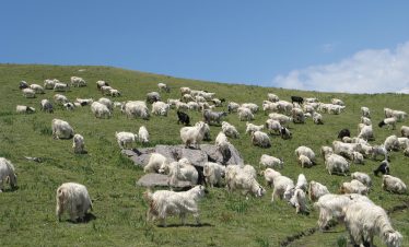 gorson trek view of goats
